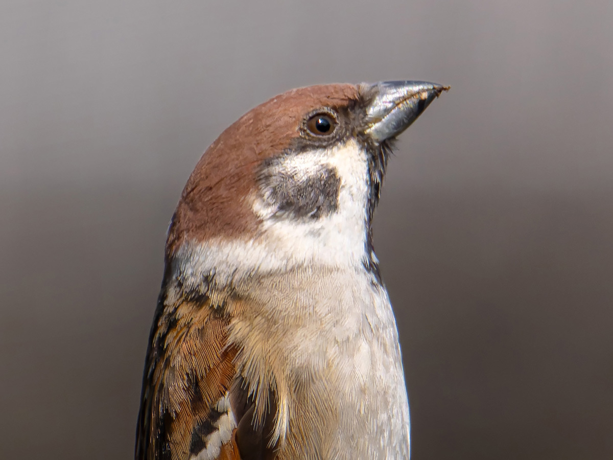 こんな記号があったような…」 『着地寸前』のスズメが？「おったまげた