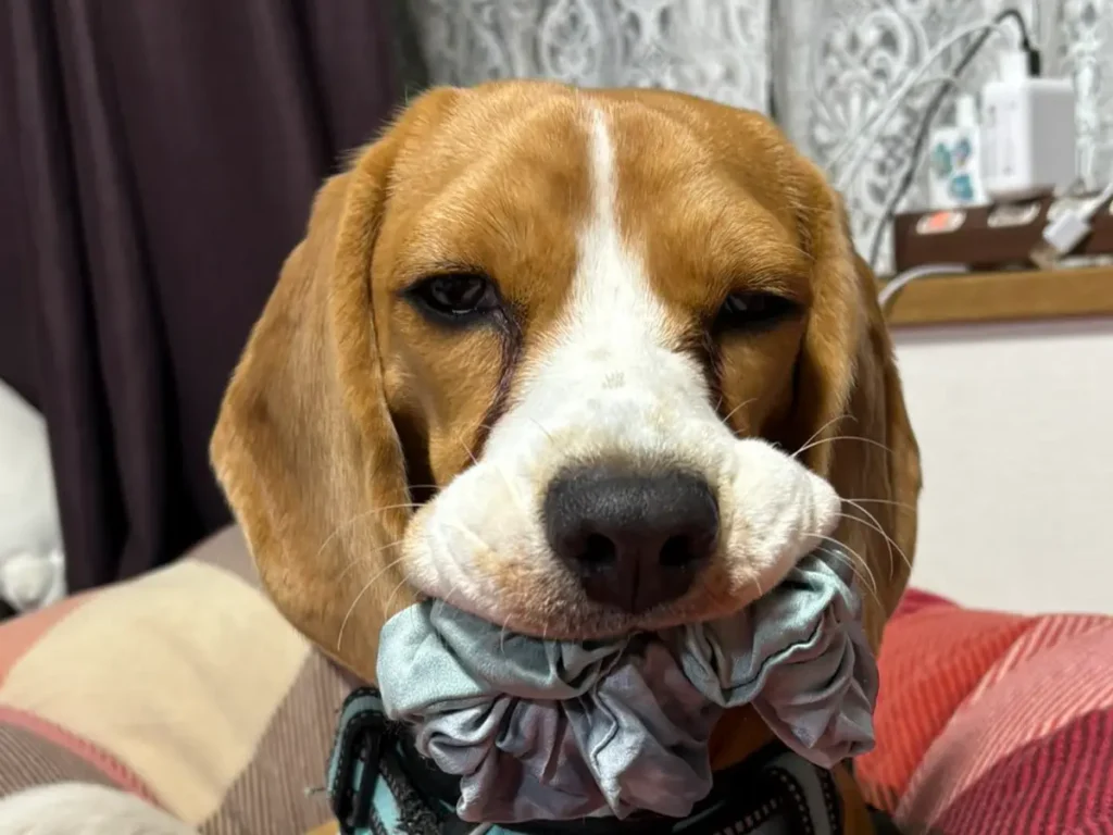 飼い主に追いかけられるのが好きな犬　とらえた大物に「絶対に強い」「賢さに負けた」