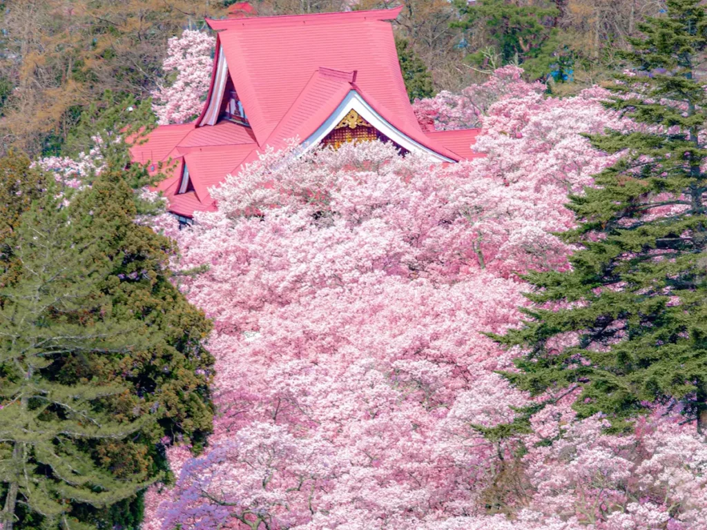山の上から見下ろすのは… 雲のように広がる桜に「一面ピンクで素敵