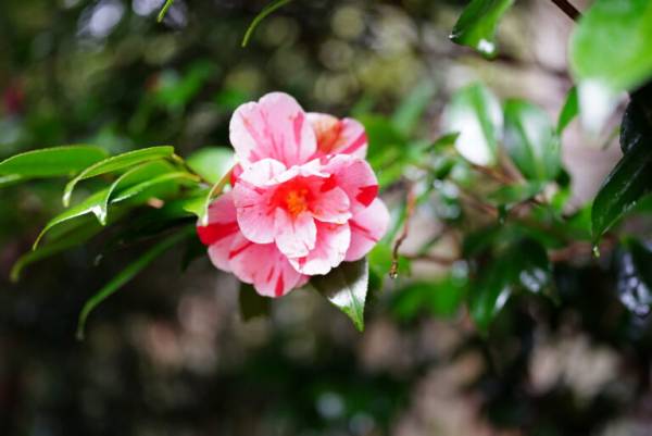 春は鎌倉の 花寺 を巡ろう 鎌倉在住フラワーアーティスト 前田有紀のおすすめスポット E レシピ 料理のプロが作る簡単レシピ 3 4ページ