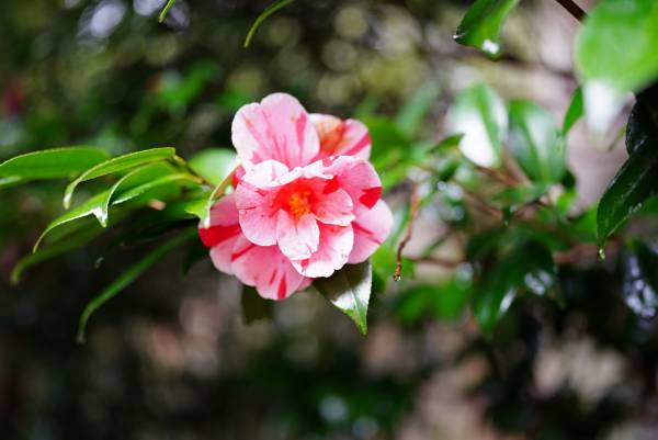 春は鎌倉の 花寺 を巡ろう 鎌倉在住フラワーアーティスト 前田有紀のおすすめスポット E レシピ 料理のプロが作る簡単レシピ 1 4ページ