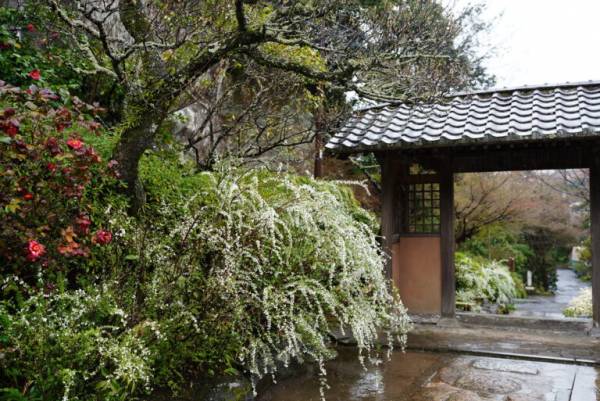 春は鎌倉の 花寺 を巡ろう 鎌倉在住フラワーアーティスト 前田有紀のおすすめスポット E レシピ 料理のプロが作る簡単レシピ 3 4ページ