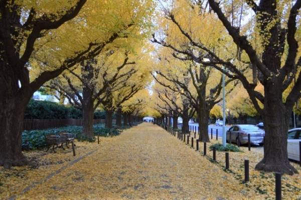 東京の紅葉名所 神宮外苑いちょう並木 一緒に立ち寄りたい周辺のおすすめグルメ E レシピ 料理のプロが作る簡単レシピ 1 6ページ