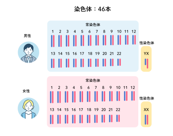 染色体 46 本