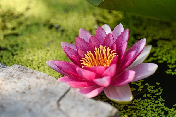 愛を叶える風水 恋愛運を上げる方位は 今回は ハスの花が開く 7 12 16 期 16年7月12日 ウーマンエキサイト 1 3