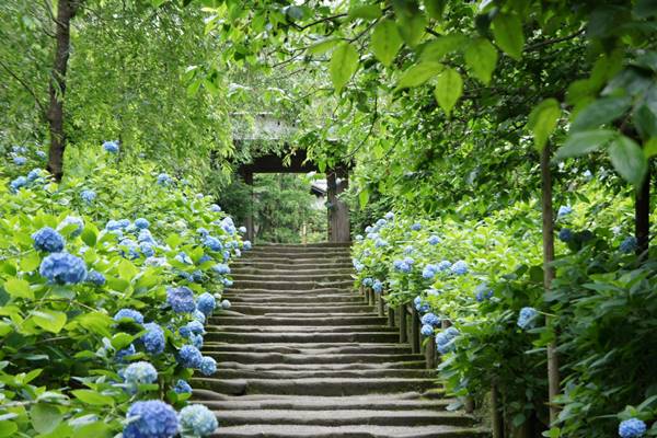 梅雨の風物詩 風景写真家が絶賛するあじさい10スポット 17年6月7日 ウーマンエキサイト 1 4