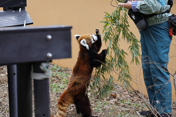 高齢化迎える動物園 レッサーパンダ風太くんは人間なら80代｜ウーマン