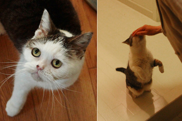 Hd限定 まこ 猫 すべての動物の絵