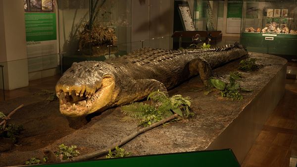 世界最大級 6m超のワニ「イリエワニ」のレプリカ展示も！『超危険生物