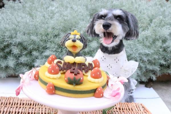 うちの子がケーキに そっくりでかわいい犬用ケーキで ワンちゃんと記念日をお祝いしよう E レシピ 料理のプロが作る簡単レシピ 2 3ページ