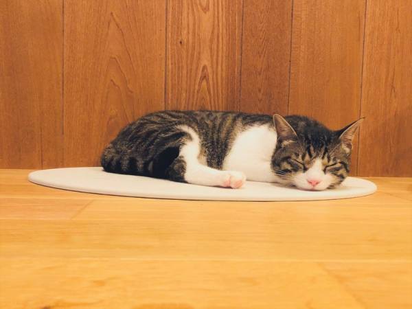 ゴロゴロがとまらない 猫がよろこぶ猫専用の珪藻土って 年7月4日 ウーマンエキサイト 1 5