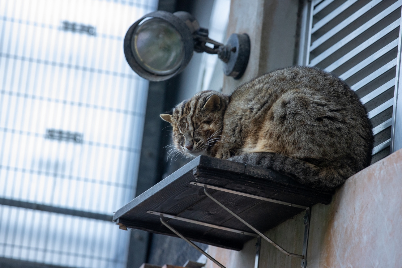 シーカヤック、海の幸も満喫！  ツシマヤマネコのいる島へ…大自然と海のリアルを訪ねる「対馬スタディツアー」に行ってみた【大人の修学旅行レポ】