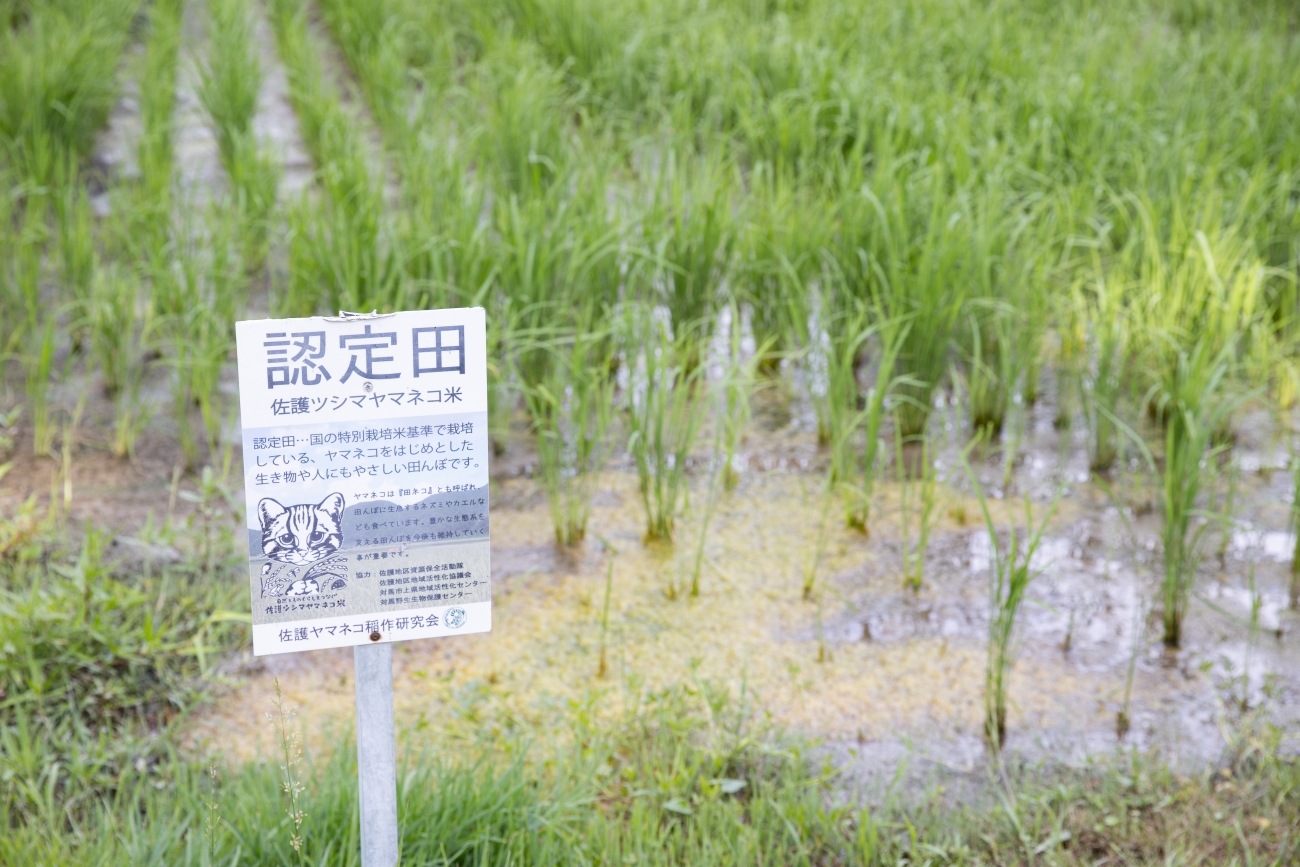 シーカヤック、海の幸も満喫！  ツシマヤマネコのいる島へ…大自然と海のリアルを訪ねる「対馬スタディツアー」に行ってみた【大人の修学旅行レポ】