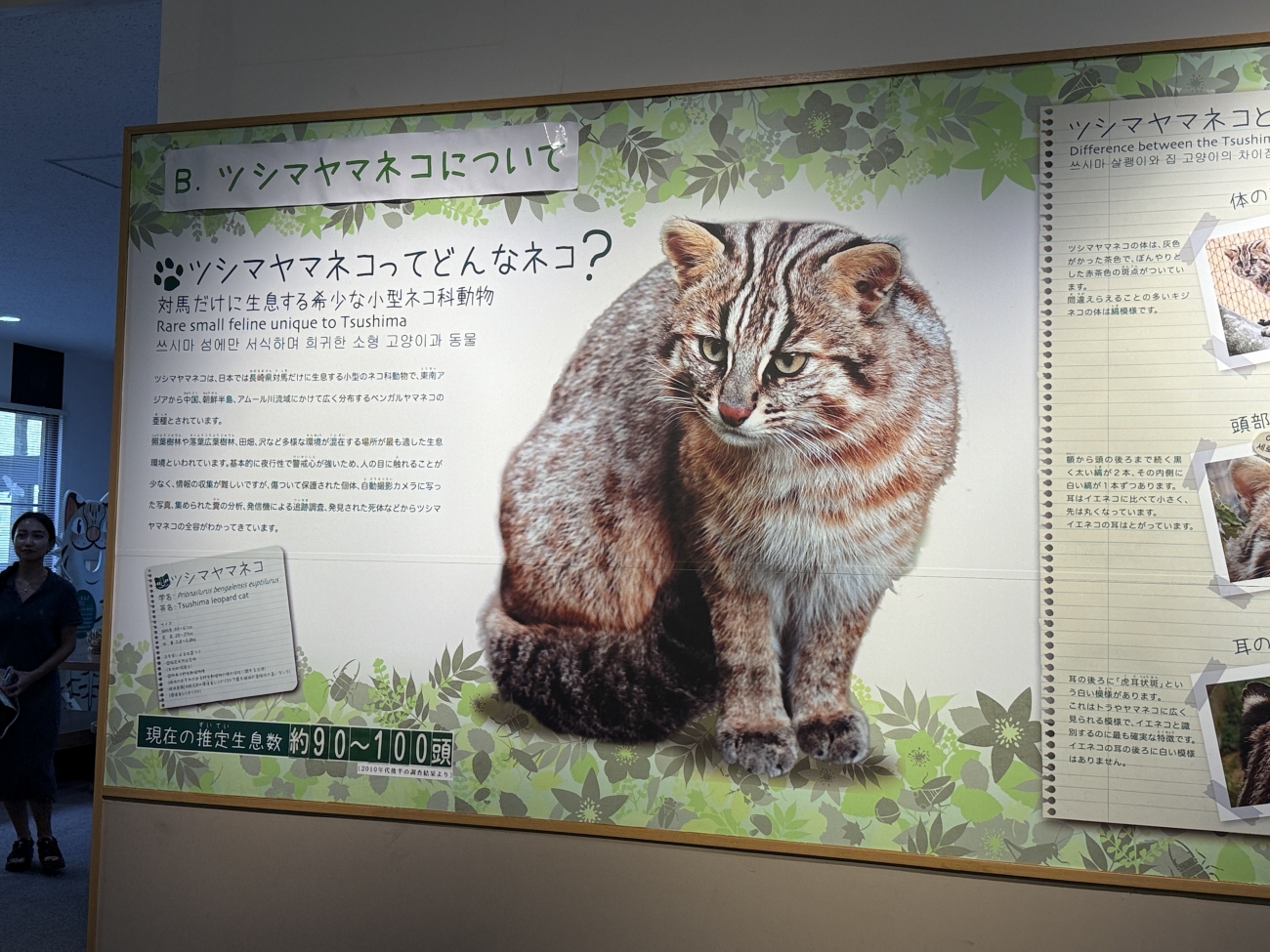 シーカヤック、海の幸も満喫！  ツシマヤマネコのいる島へ…大自然と海のリアルを訪ねる「対馬スタディツアー」に行ってみた【大人の修学旅行レポ】