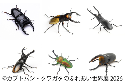 世界のレア昆虫が集う夏休みイベント