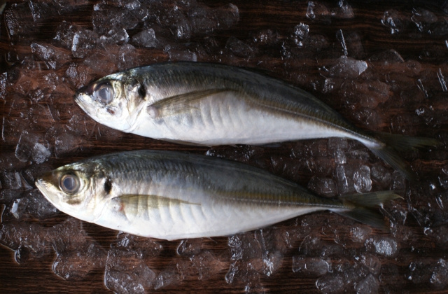 春の魚を食べよう 刺身にぴったりな魚はどれ 釣りにオススメな魚も E レシピ 料理のプロが作る簡単レシピ 1 1ページ