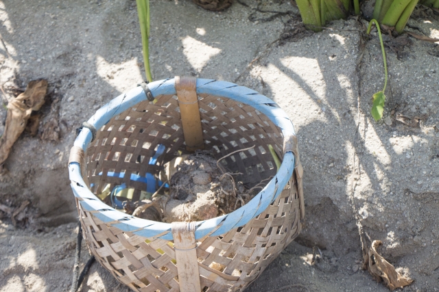 里芋の正しい保存方法と注意点 実は冷凍がおすすめ 解凍の仕方も解説 E レシピ 料理のプロが作る簡単レシピ 1 1ページ