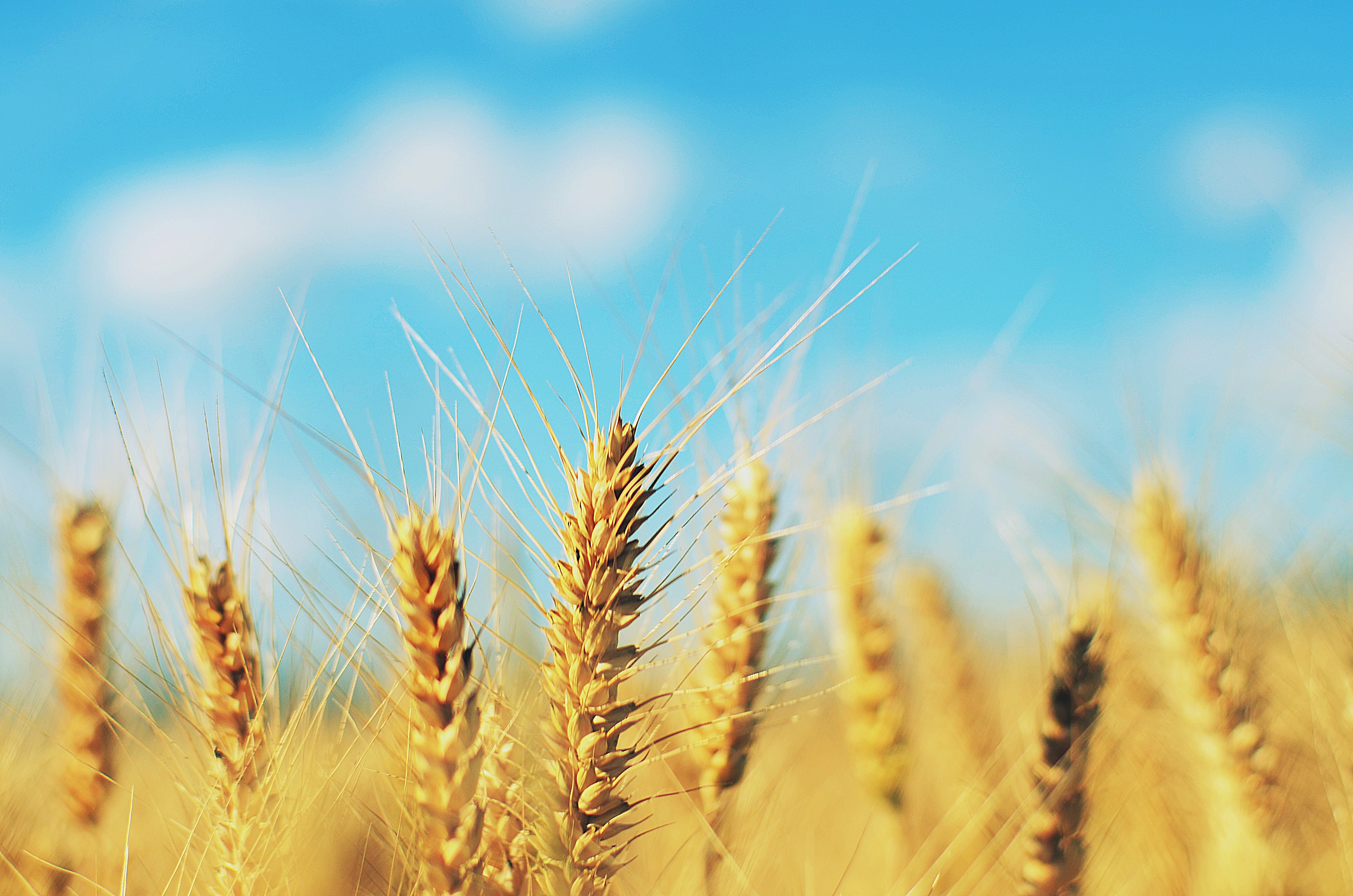 小麦中的“冬小麦”和“春小麦”有什么区别，分别种在哪些区域？ - 知乎