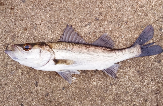 ヒラマサは出世魚 ブリとカンパチとの見分け方や特徴を徹底解説 E レシピ 料理のプロが作る簡単レシピ 1 1ページ