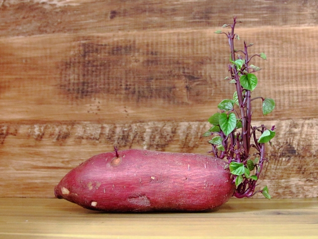 さつまいもの芽は食べられる 下処理や食べ方を紹介 E レシピ 料理のプロが作る簡単レシピ 1 1ページ