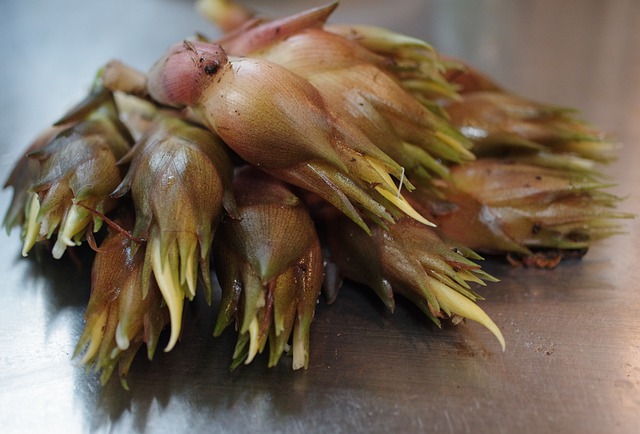 みょうがの栽培は初心者におすすめ 植え付けからおいしい食べ方まで紹介 E レシピ 料理のプロが作る簡単レシピ 1 1ページ