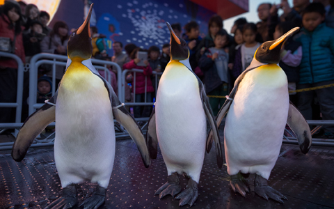 ウィンターデートは、彼も喜ぶ水族館のイルミネーションデートが狙い目の理由　