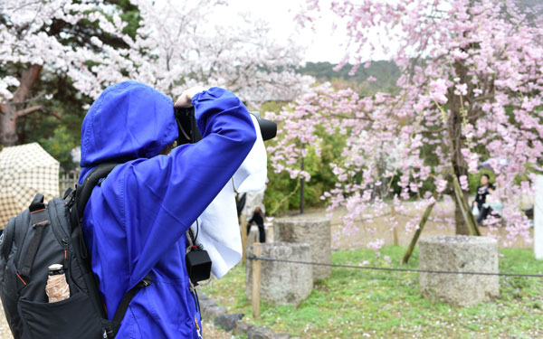 カメラがもっと楽しくなる！ 桜の京都を巡る「ニッコールレンズフォトツアー」に行ってきました