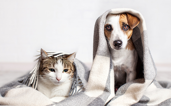 忠実な犬とツンデレ猫 どっちが好き 反抗期の子どもとの関係も注目 パパママの本音調査 Vol 306 子供とお出かけ情報 いこーよ