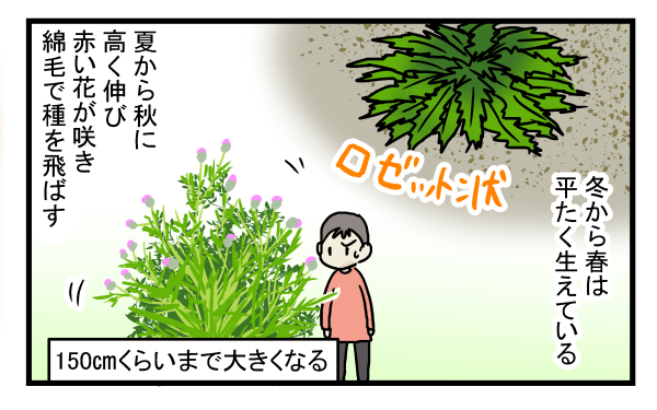 日本のアザミのような花が咲き、種を綿毛で飛ばしていました