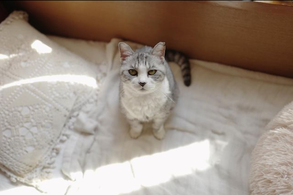 子どもと一緒に楽しみながら動物愛護を学べる いぬねこなかまフェス を開催 坂本美雨さんインタビュー マピオンニュース