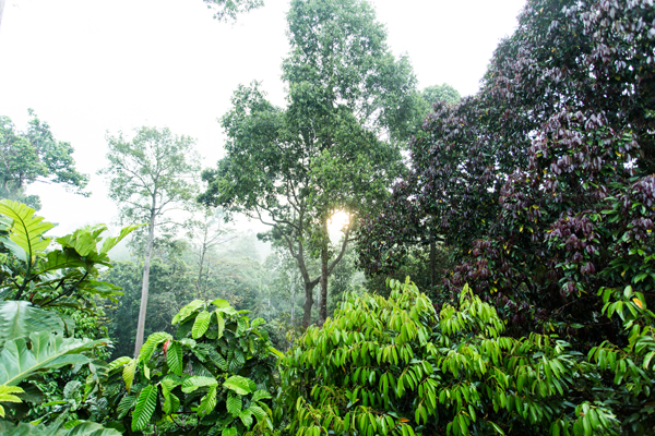 まだ暗いうちから熱帯雨林へ出かけると、木々の間からご来光が。