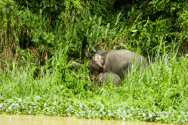 キナバタンガンのリバークルーズでは、野生のボルネオゾウの群れに遭遇！子ゾウが母親に寄り添っていました。