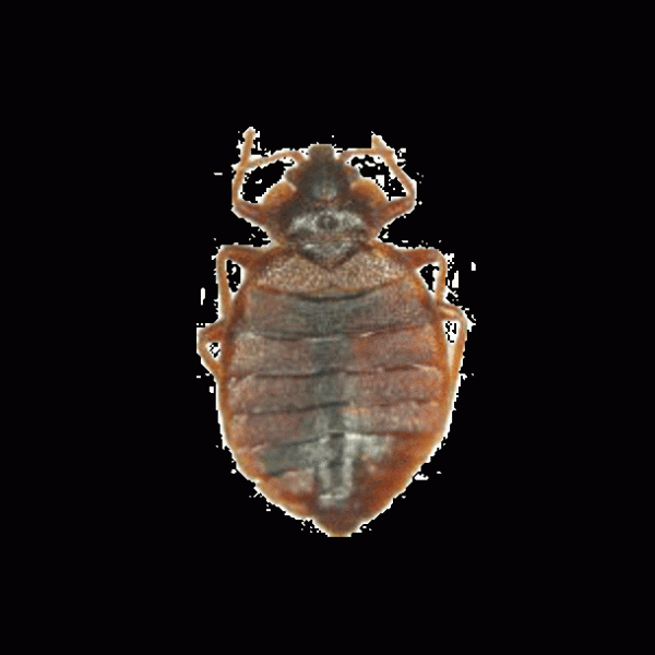 トコジラミ探知犬「ララ」デビュー！鋭い嗅覚を活かして害虫を発見する探知犬が活躍中！